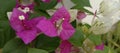 paper flowers are pink and white in one twig, the result of a pink bougainvillea stek with a white bougainvillea Royalty Free Stock Photo