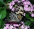 Paper Kite Butterfly Royalty Free Stock Photo