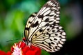 The paper kite butterfly Royalty Free Stock Photo