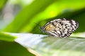 Paper Kite Butterfly Royalty Free Stock Photo