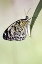 Paper Kite Butterfly Royalty Free Stock Photo