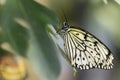 Paper Kite Butterfly, Closeup Royalty Free Stock Photo