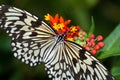 Paper Kite Butterfly feeding Royalty Free Stock Photo