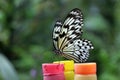 Paper Kite butterfly (Idea leuconoe)