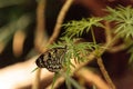 Paper kite butterfly, Idea leuconoe Royalty Free Stock Photo