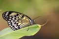 Paper Kite butterfly / Idea leuconoe on green leaf Royalty Free Stock Photo