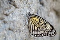 Paper Kite butterfly - Idea leuconoe Royalty Free Stock Photo