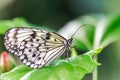 Paper Kite butterfly, Idea leuconoe, Royalty Free Stock Photo