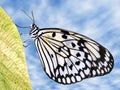 Paper kite butterfly on leaf Royalty Free Stock Photo