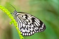 Paper Kite butterfly resting on a green leaf Royalty Free Stock Photo