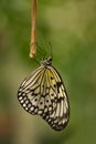 Paper kite butterfly resting for the night