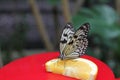 Paper kite butterfly on a slice orange,macro shot Royalty Free Stock Photo