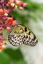 Paper kite butterfly - vertical image