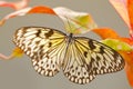 Paper Kite, Idea leuconoe, insect in the nature habitat, Beautiful butterfly with red and yellow liana flower, Philippines, Asia. Royalty Free Stock Photo