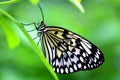 The Paper Kite Or Rice Paper Or Large Tree Nymph Butterfly Also Known As Idea Leuconoe Royalty Free Stock Photo