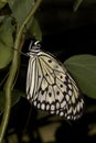 The paper kite, rice paper, or large tree nymph butterfly Idea leuconoe. Royalty Free Stock Photo