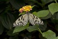 The paper kite, rice paper, or large tree nymph butterfly Idea leuconoe. Royalty Free Stock Photo