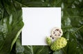 Paper mockup white card on a Noni leaves or Morinda Citrifolia b