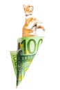 Paper money bag out of one hundred euros with red cat inside Royalty Free Stock Photo