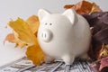 Paper Money and a Piggy Bank in the fall Royalty Free Stock Photo