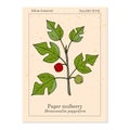 Paper Mulberry Broussonetia papyrifera , medicinal plant