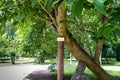 Paper Mulberry ( Broussonetia papyrifera ) in the garden at at the Karolyi Castle in Carei, Romania Royalty Free Stock Photo