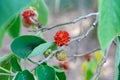 The paper mulberry Broussonetia papyrifera