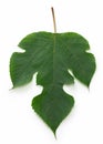 Paper mulberry leaf