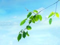 Paper mulberry leaves with blue sky background Royalty Free Stock Photo