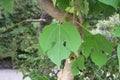 Paper mulberry