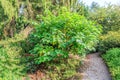 Paper mulberry, Morus papyrifera synoniem Broussonetia papyrifera Royalty Free Stock Photo