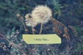 Paper note I Miss You, white dandelions and dry autumn grass Royalty Free Stock Photo