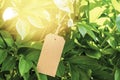 Paper price tag or blank tag lying on the plant leaves Royalty Free Stock Photo