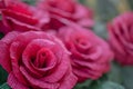 Paper red roses with blurred background, origami Royalty Free Stock Photo