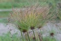 Paper reed growing in Israel