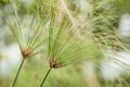 Paper reed plant