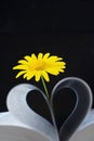 Paper roll into heart shape with daisy Royalty Free Stock Photo