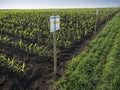 Paper signboard on agricultural land with young sprouts, field with nameplate Plant nametag-board, concept of eco farm