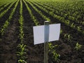 Paper signboard on agricultural land with young sprouts, field with nameplate Plant nametag-board, concept of eco farm