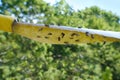 paper tape smeared with glue, flypaper for insects, lot of many killed flies stuck to insect trap, fly goes over its paws, trying Royalty Free Stock Photo