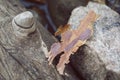 Paper thin bark sheet and old polished wood. Royalty Free Stock Photo