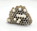 paper vespid wasp nest made from fiber from dead wood pulp and plant stems, which they mix with saliva, used to construct making a