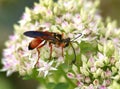 Paper wasp