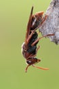 Paper Wasp Royalty Free Stock Photo