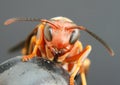 Paper Wasp Royalty Free Stock Photo