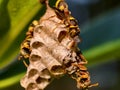 Paper Wasp aka Tebuan Kertas Royalty Free Stock Photo