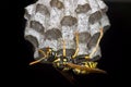 Paper wasp building nest Royalty Free Stock Photo