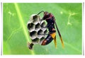 Paper Wasp building a nest Royalty Free Stock Photo