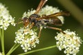 Paper wasp closeup on poison hemlock flowers in Connecticut.