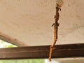 Paper wasp colony being built by the worker wasps Royalty Free Stock Photo